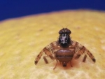 Saiba como controlar a mosca das frutas, praga que causa apodrecimento dos frutos e inviabiliza o consumo