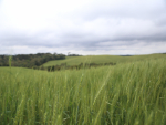 Trigo: nutrição adequada das plantas é essencial para mitigar estresses climáticos