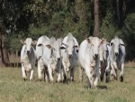 Categorias mais eradas movimentam o mercado de reposição de bovinos