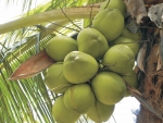 Cientistas apostam no biocombustível produzido pelo óleo de coco