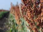 Ministério da Agricultura divulga zoneamento agroclimático para o sorgo no Distrito Federal