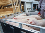 Chega ao Brasil primeira carga de reprodutores Topigs Norsvin oriundos da Noruega