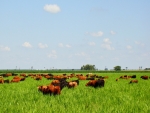 Pastagens serão decisivas para aumento de área agrícola e preservação ambiental no Brasil