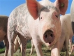 SUÍNOS/CEPEA: forte demanda leva preços a recordes em 2019