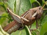 Alerta de gafanhotos na Argentina preocupa RS