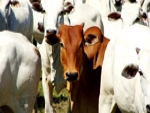 Mercado do boi gordo terminou a semana firme