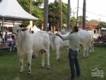 Julgamento da raça nelore padrão premia Maharash 4 FIV Jóia Rara e Senador FIV IIF na Expogrande
