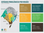RS deve semear mais área de arroz