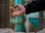 Brazilian Rice trará ao Brasil seis importadores de arroz para Projeto Comprador