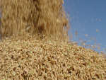 Farsul avalia troca de milho por arroz na ração de bovinos, suínos e aves
