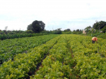 Governo altera definição de agricultor familiar