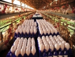 Mercado de ovos acumula alta de mais de 30% em 2016