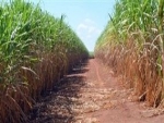 Brasil começa a plantar cana transgênica