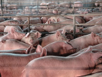 EUA aumentaram em 3% uso de antibióticos em animais de produção em 2019, diz FDA