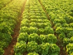 Tocantins e município traçam perfil da agricultura familiar