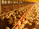USDA: no final de 2014 Brasil se tornou principal fornecedor de frango para a Rússia