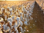 Exportações de algodão podem aumentar 35% em 2019